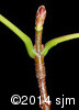 Acer saccharinum15