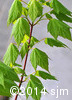 Acer spicatum2