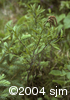 Comptonia peregrinaflm