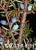 Juniperus communis12