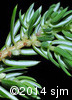 Juniperus communis5