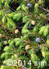 Juniperus communis7