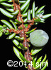 Juniperus communis8