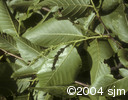 Ostrya virginianaflpl