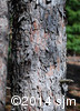 Pinus resinosa3