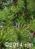Pinus resinosa6