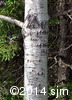 Populus tremuloides5