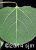 Populus tremuloides7