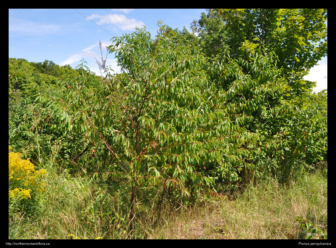 Prunus pensylvanica1