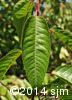Prunus pensylvanica4