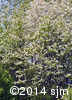 Prunus pensylvanica5
