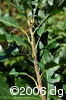 Quercus macrocarpatwg