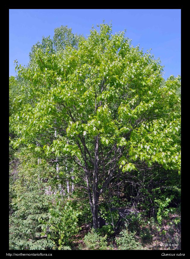Quercus rubra1