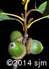 Quercus rubra10