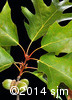 Quercus rubra9