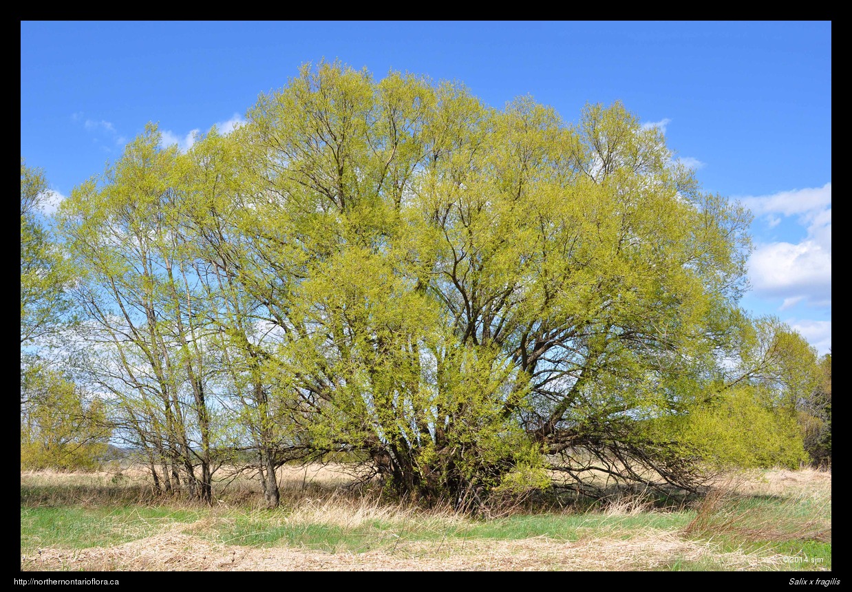 Salix x fragilis1