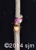 Sambucus racemosa13