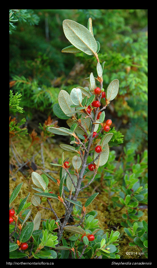 Shepherdia canadensis1
