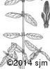Shepherdia canadensis15