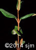 Shepherdia canadensis2