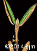 Shepherdia canadensis7