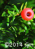 Taxus canadensis13