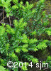 Taxus canadensis2
