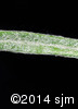 Anaphalis margaritacea4