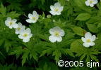 Anemone canadensisflpl