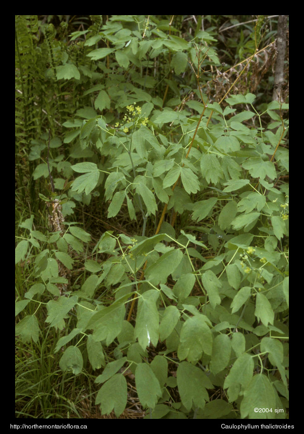Caulophyllum thalictroideshab