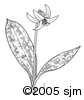 Erythronium americanumill