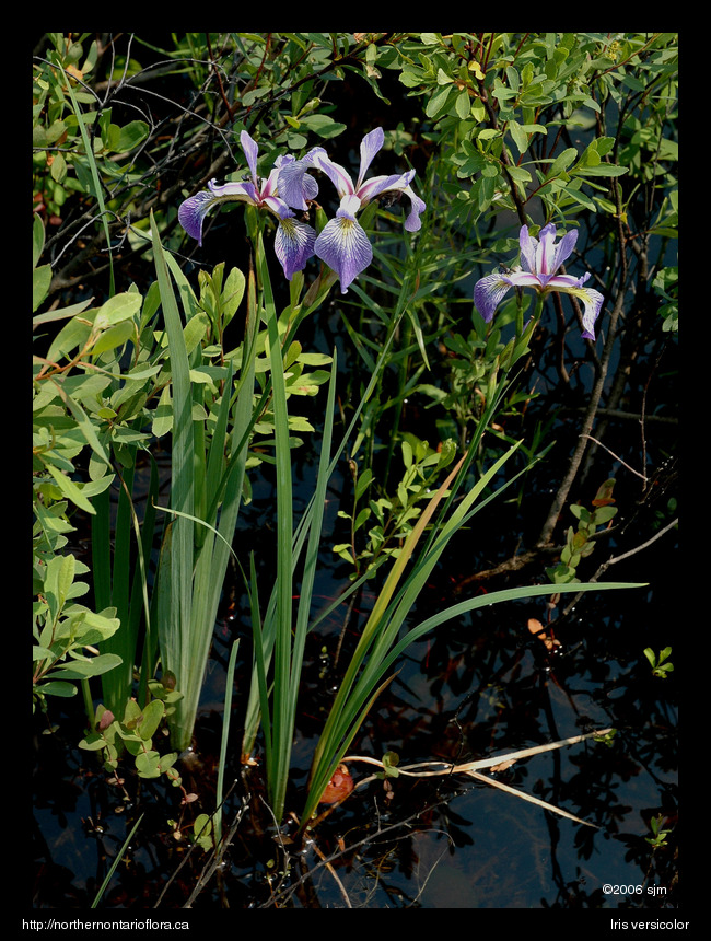 Iris versicolorhab
