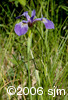 Iris versicolorinf