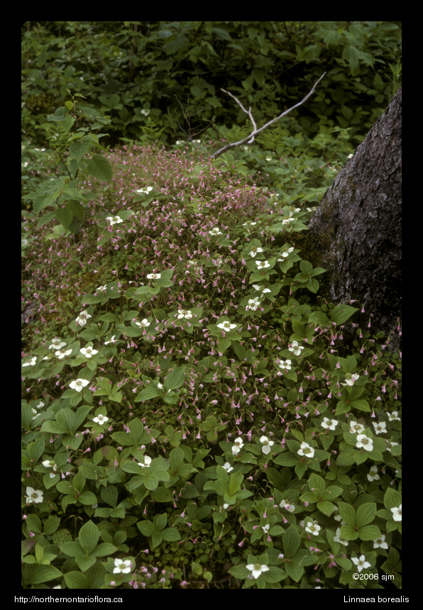 Linnaea borealishab
