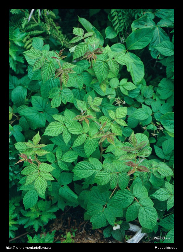 Rubus idaeushab