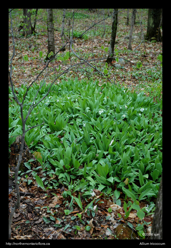 Allium tricoccumhab