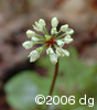 Allium tricoccuminf