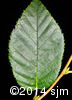 Betula alleghaniensis5
