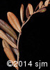 Chamaedaphne calyculata6