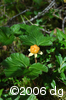 Rubus chamaemorusfrpl