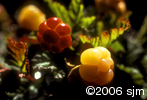 Rubus chamaemorusfrt
