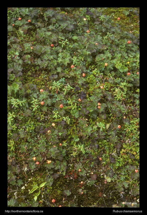 Rubus chamaemorushab