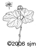 Rubus chamaemorusill