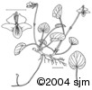 Viola macloskeyiill