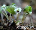 Viola renifoliaflw