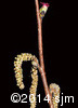 Corylus cornuta5