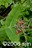 Lonicera dioicainf