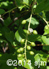 Prunus virginiana11