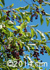 Prunus virginiana16