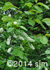Prunus virginiana6
